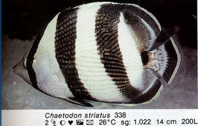 Chaetodon striatus